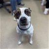 adoptable Dog in , CO named HUXLEY