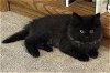 adoptable Cat in  named JACK BLACK