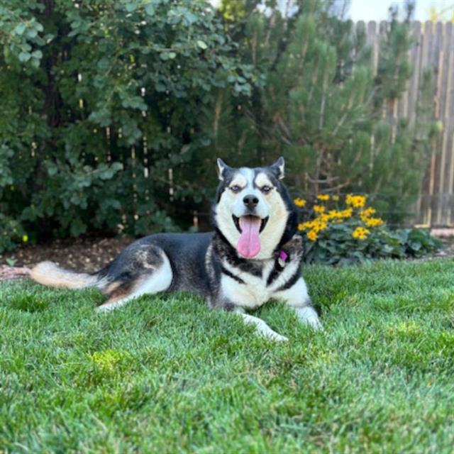 adoptable Dog in Aurora, CO named JOCELYN