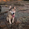 adoptable Dog in Aurora, CO named PIPER