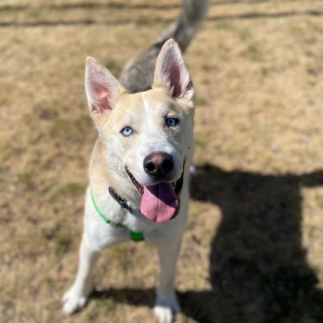 adoptable Dog in Aurora, CO named WINSTON