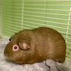 adoptable Guinea Pig in , CO named BUTTERCUP