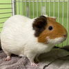 adoptable Guinea Pig in , CO named DAISY