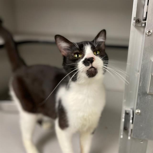 adoptable Cat in Aurora, CO named DOMINO