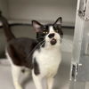 adoptable Cat in , CO named DOMINO