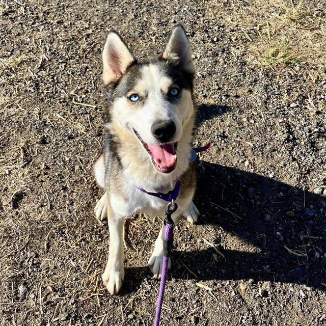 adoptable Dog in Aurora, CO named VAL