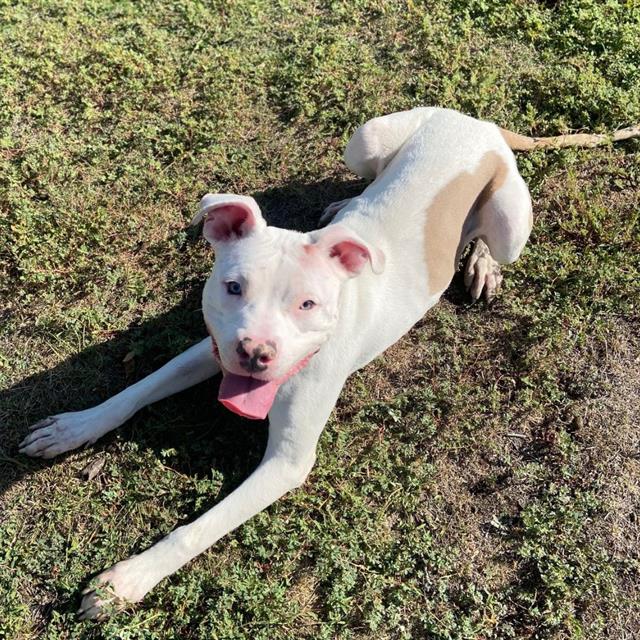 adoptable Dog in Aurora, CO named SNOW