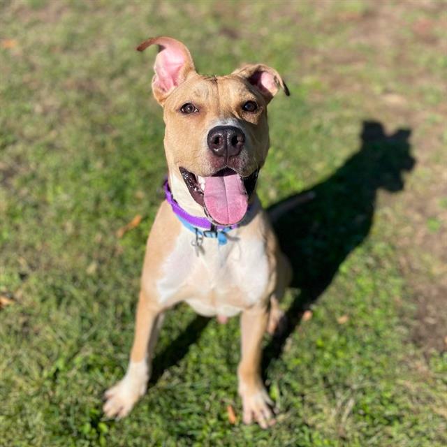 adoptable Dog in Aurora, CO named SERGEANT PEPPER