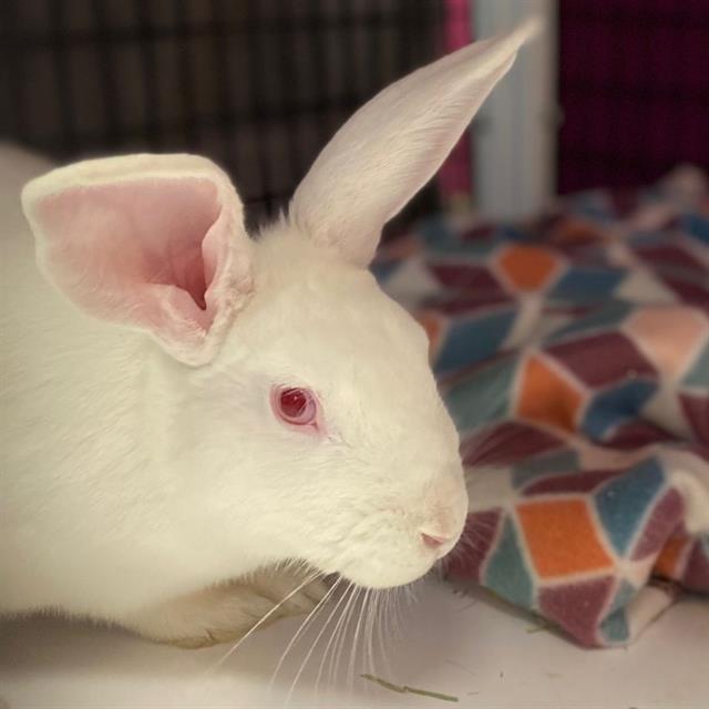 adoptable Rabbit in Aurora, CO named SNOWBALL