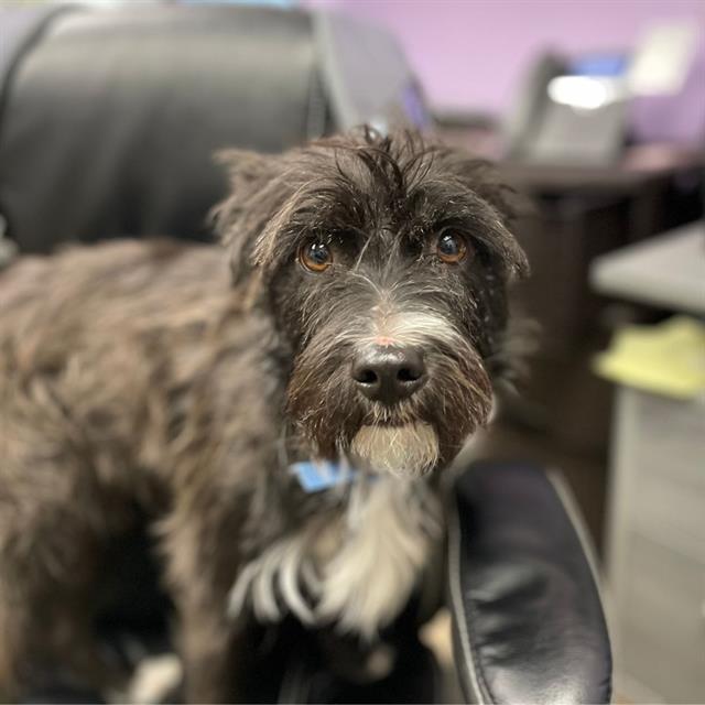 adoptable Dog in Aurora, CO named CHESTER COPPERPOT