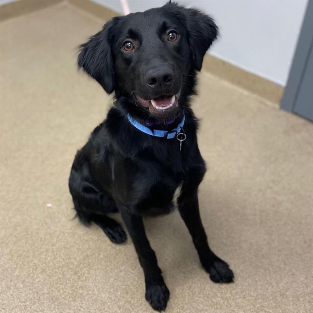 adoptable Dog in Aurora, CO named AUGGIE