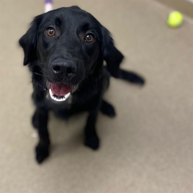 adoptable Dog in Aurora, CO named ASTRA