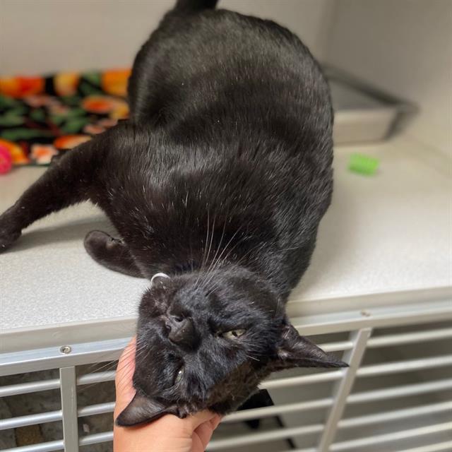 adoptable Cat in Aurora, CO named MEATBALL MARINARA