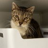 adoptable Cat in Aurora, CO named HUBERT