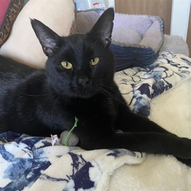 adoptable Cat in Aurora, CO named RYDER