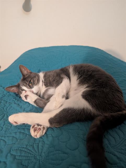 adoptable Cat in Aurora, CO named BUBBLES