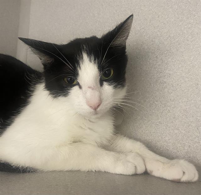 adoptable Cat in Aurora, CO named SKY HAWK