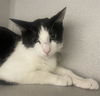 adoptable Cat in Aurora, CO named SKY HAWK