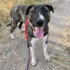 adoptable Dog in  named MAVERICK