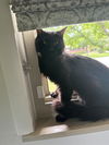 adoptable Cat in  named POPPIT