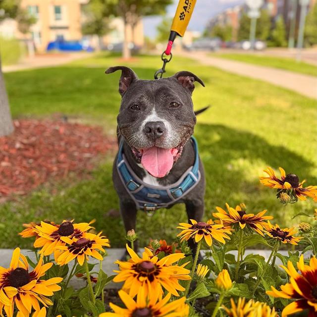 adoptable Dog in Aurora, CO named RAYA