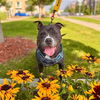 adoptable Dog in  named RAYA