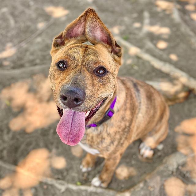 adoptable Dog in Aurora, CO named BELLA