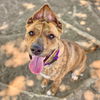 adoptable Dog in Aurora, CO named BELLA