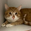adoptable Cat in Aurora, CO named GARFIELD