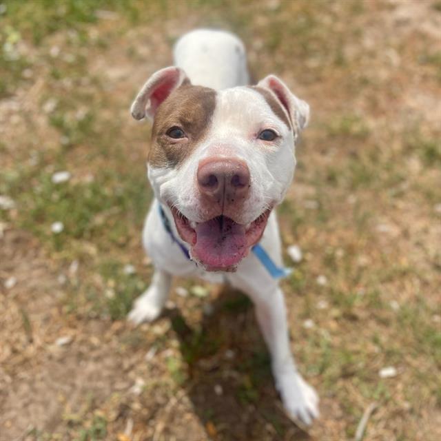 adoptable Dog in Aurora, CO named CHICKPEA