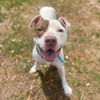 adoptable Dog in  named CHICKPEA