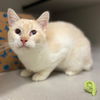 adoptable Cat in Aurora, CO named CALCIFER