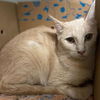 adoptable Cat in Aurora, CO named FUNKY