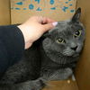 adoptable Cat in Aurora, CO named KEBLEX