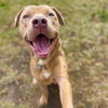 adoptable Dog in Aurora, CO named SNOOP