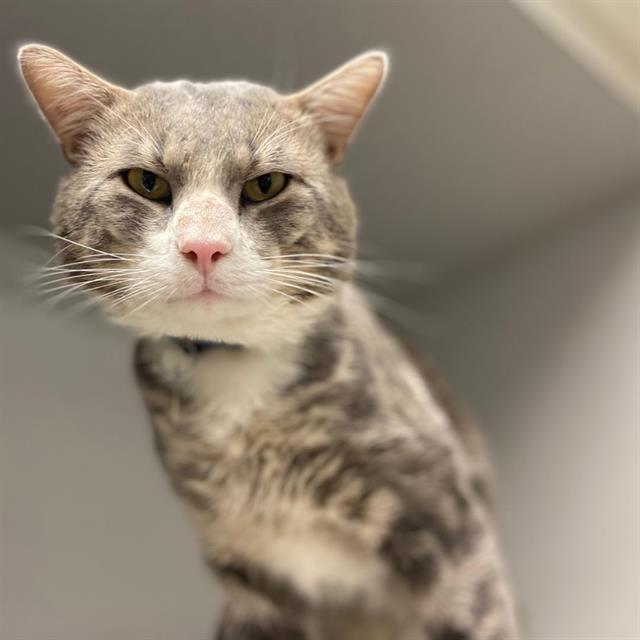 adoptable Cat in Aurora, CO named MR TOMKINS