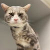 adoptable Cat in Aurora, CO named MR TOMKINS