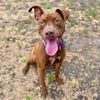 adoptable Dog in Aurora, CO named CANELLO