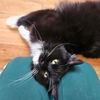 adoptable Cat in  named HOPE