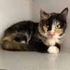 adoptable Cat in  named RUFFLES