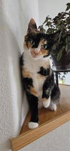 adoptable Cat in  named RUFFLES