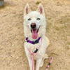adoptable Dog in  named ZEUS