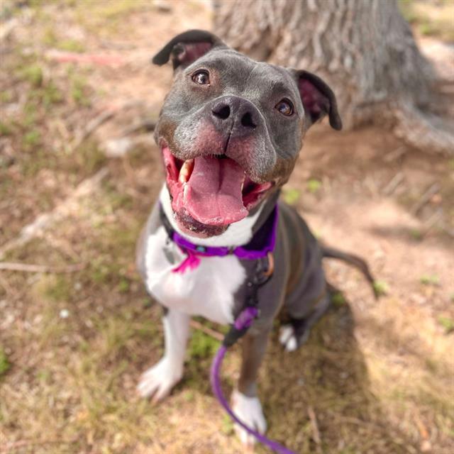 adoptable Dog in Aurora, CO named JADA