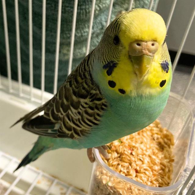 adoptable Bird in Aurora, CO named LOUISE