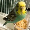 adoptable Bird in  named LOUISE