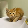 adoptable Cat in  named RAGDOLL