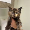 adoptable Cat in  named YORKIE