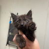 adoptable Cat in  named TWILIGHT