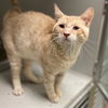 adoptable Cat in Aurora, CO named ARMIN