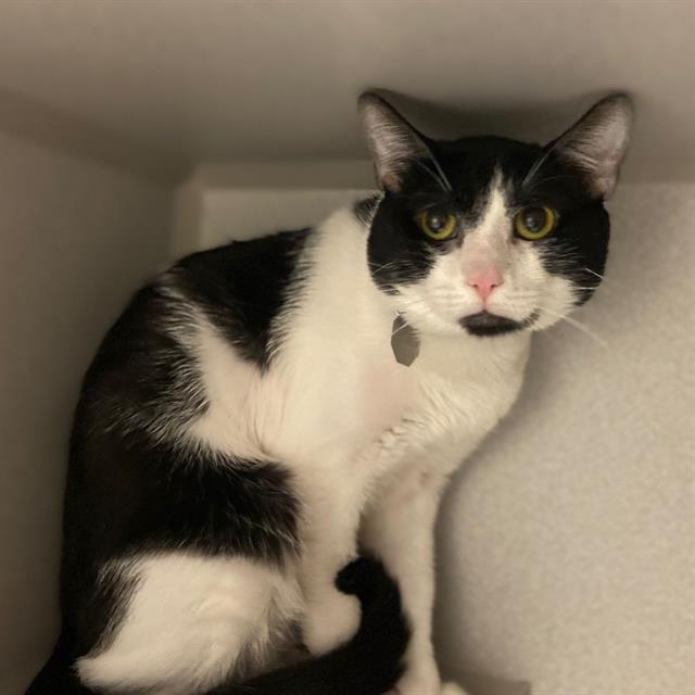 adoptable Cat in Aurora, CO named SOCCER